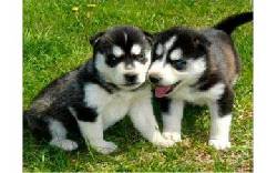 Cachorros husky siberiano para usted  503, Colombia