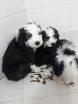 lindos cachorros PASTOR OVEJERO Bogota, Colombia
