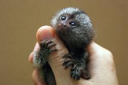 monos tit para su aprobacin Lima, Colombia