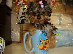  Cachorrita de Yorkshire toy botago, colombia