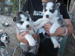 Cachorros husky siberiano Ternura para la adopcin bogota, colombia
