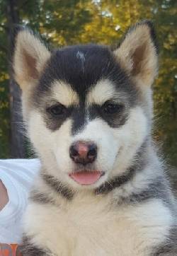 Los cachorros adorables y limpio husky  cayey, puerto rico