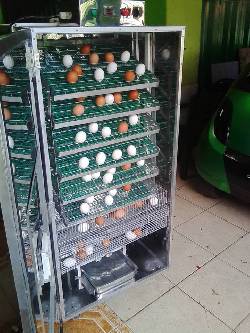 venta de incubadoras para aves cucuta, colombia