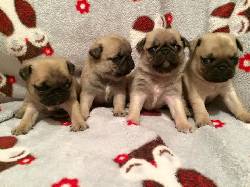 Pug cachorros listos para cualquier  bogota, colombia