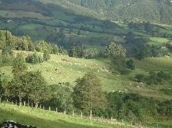 VENDO FINCAS PARA REFORESTAR EN  SUBACHOQUE BOGOTA, COLOMBIA