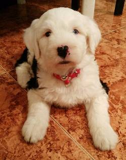 vendo pastor ovejero de un mes y medio bogota, colombia