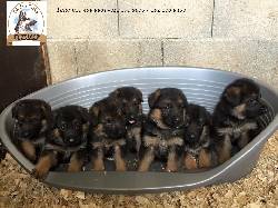 PRESCIOSOS CACHORROS PASTOR ALEMN,  EXCELENTE SALUD. bogot, colombia