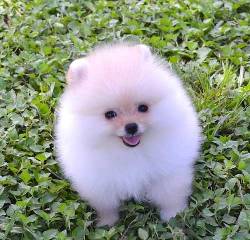 Cachorros pomeranian para la adopcin madrid, spain