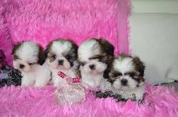 CACHORRITAS LOS EXPERTOS EN CACHORRITAS SHITZU, MEDEL medellin, Colombia