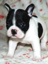 DE LOS MAS ESPECIALES BULLDOG FRANCES PUROS SANOS SALUD medellin, Colombia