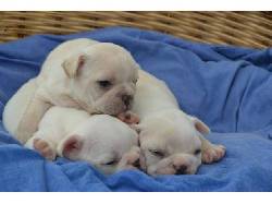 venta de bulldog frances  medellin, Colombia