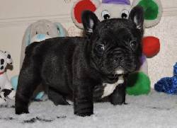 PRECIOSOS BULLDOG FRANCES ADQUIERE CALIDAD EN BULLDOG medellin, Colombia