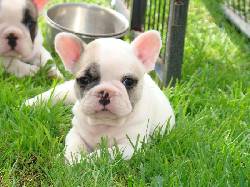 VENTA DE BULLDOG FRANCES DISPONIBLES BULLDOG FRANCES  medellin, Colombia