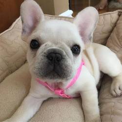 bulldog frances raza particular de excelencia, Medelln medellin, Colombia