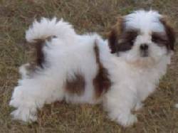SALUD PUEZA RESPALDO SHITZU HERMOSAS VENTA DE CACHORR medellin, Colombia