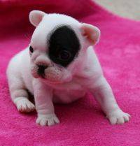 MIMOSOS BULLDOG FRANCES DE CALIDAD BLANCOS CON NEGRO FA medellin, Colombia