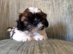 AMOROSAS SHITZU CACHORRITAS EXELENTE PUREZA CALIDAD ENA medellin, Colombia