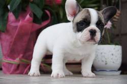 BULLDOG FRANCES DE ALTA CALIDAD PUREZA RESPALDO GARAN medellin, Colombia
