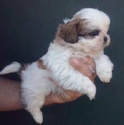 BELLISIMAS INIGUALABLES TIERNAS SHITZU HERMOSAS CACHO medellin, Colombia