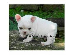 LINDOS BELLISIMOS CACHORRITOS BULLDOG FRANCES CALIDAD medellin, Colombia