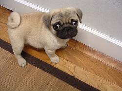 calidad inigualable pug garantia y respaldo, Medelln medellin, Colombia