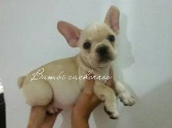 BULLDOG FRANCES GARANTIZAMOS PUREZA Y SALUD DIVINOS E medellin, Colombia