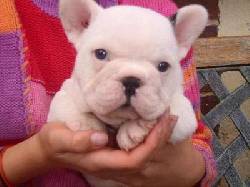 HERMOSOS FRENCHIES CACHORRITOS DE CALIDAD BULLDOG FRANC medellin, Colombia
