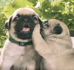 NUEVOS PUG CACHORRTOS VENTA DE PUG CACHORRITOS, MEDEL medellin, Colombia
