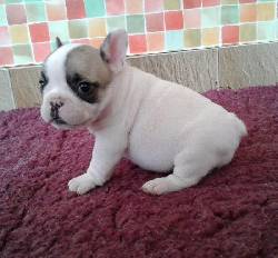 Vendo preciosos bulldog frances listos para su entrega medellin, Colombia