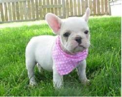 BULLDOG FRANCES PROFESIONALES CRIADERO CANINO EN LA R medellin, Colombia