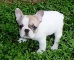 SALUDABLES BULLDOG FRANCES BAMBI CACHORROS, MEDELLN medellin, Colombia