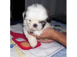 EXELENTES HERMOSAS SHITZU HEMBRAS DISPONIBLES medellin, Colombia