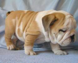 Akc English Bulldog Puppies Available london, United Kingdom