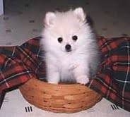 Pomerania Cachorros para su hogar Bogota, Colombia