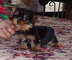 Yorkie Terrier cachorros   Medellin, Colombia