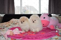 Cachorros de Pomerania para tu hogar. Cali, Colombia