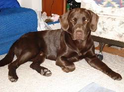 Busco novia Labrador chocolate Bogota, Colombia