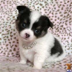 Pura raza cachorro chihuahua para la venta. bogota, espana