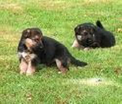 Pareja de Pastor Alemn (cachorritos) Vendo La Mesa ( cund ), Colombia