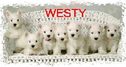 WEST HIGLAN WHITE TERRIER WESTY WESTIES  bogota, colombia