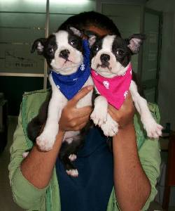 BOSTON TERRIER CACHORROS CON MICROCHIP BOGOTA, COLOMBIA