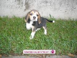 Beagle para la venta. Medellin, Colombia