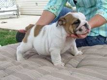 BULLDOG INGLES CON PAPELES PURO  PARA ADOPCION florida, USA