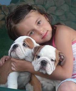 Saludable Ingls Bulldogs cachorros disponibles bogota, colombia