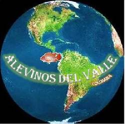 ALEVINOS DEL VALLE -  TILAPIA ROJA cali, COLOMBIA