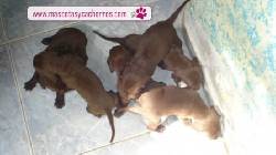 Labradores en venta Medellin, Colombia