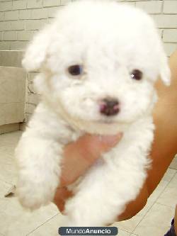 POODLES MINI TOY   BOGOTA, COLOMBIA