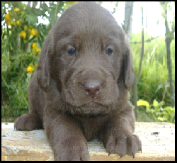 Hermosos cachorros Labrador Chocolate Bogota, Colombia
