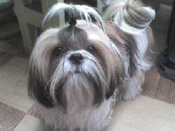 Venta de hermosos cachorros Shih Tzu bogota, colombia         estefany17_03@hotmail.com