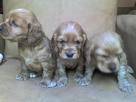 ***COOKER SPANIEL DORADOS L.D.S UNICOS BOGOTA, COLOMBIA